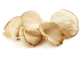 Oyster mushrooms isolated