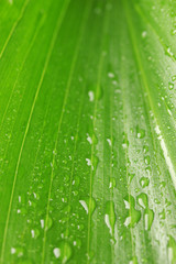 Naklejka premium Beautiful green leaf with drops of water close-up