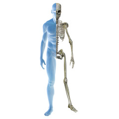 High resolution 3D human ideal for anatomy,medicine and health