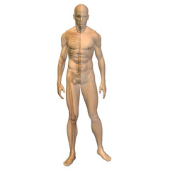 Obraz premium High resolution 3D human ideal for anatomy,medicine and health