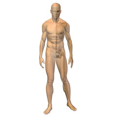 High resolution 3D human ideal for anatomy,medicine and health