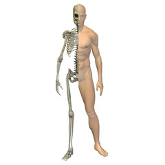 High resolution 3D human ideal for anatomy,medicine and health