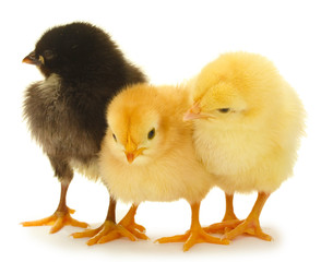 three little chickens isolated on the white