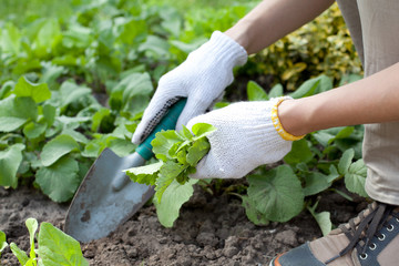 Young woman with shovel working in the garden bed