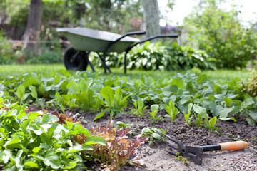 Fragment of garden beds with a young fresh herbs