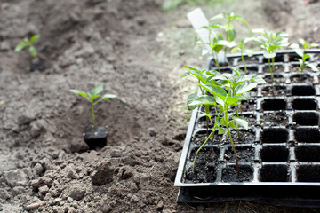  seedlings in the garden