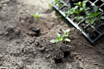  seedlings in the garden