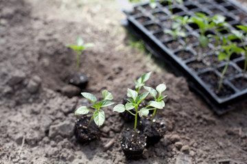  seedlings in the garden