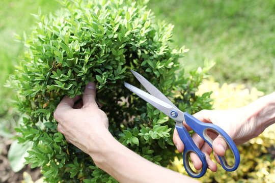 cutting the bush