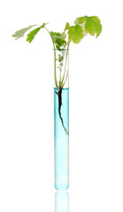 plant in test-tube in blue solution isolated on white