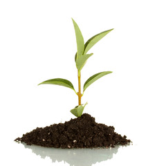 growing plant in land isolated on white background
