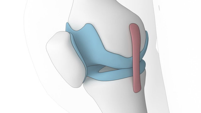 Anatomy of knee in cartoon look
