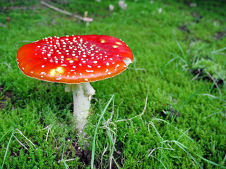 Fliegenpilz   Amanita muscaria