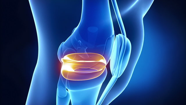 Meniscus medical anatomy in x-ray knee