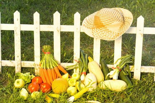 vegetable garden-fresh vegetables