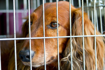 Sad Cocker Spaniel in the cage
