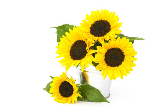 Beautiful sunflowers in a bucket (Helianthus)