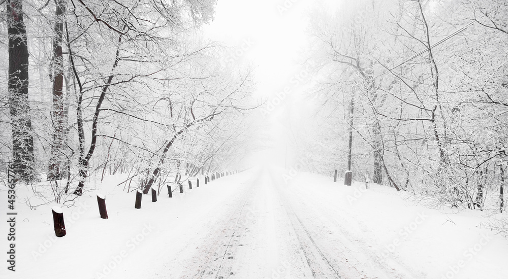 Wall mural Forest in winter