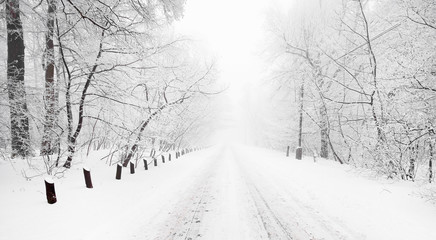 Obraz premium Forest in winter