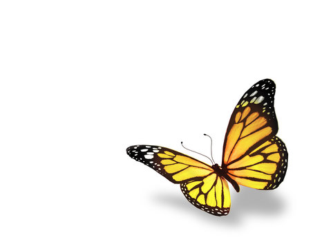 Yellow butterfly, isolated on white background Stock Illustration | Adobe  Stock