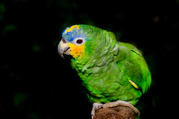 Blue fronted Amazon parrot on black background