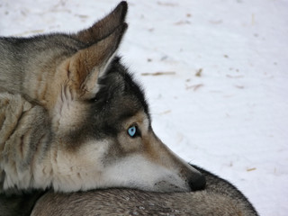 Blue eyes husky dog