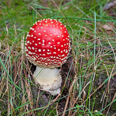 Fliegenpilz - Amanita muscaria