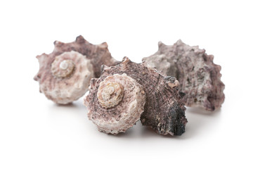 Sea shell
