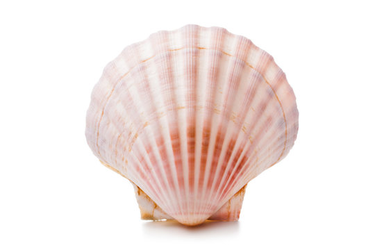 Scallop Shell Images – Browse 83,721 Stock Photos, Vectors, and