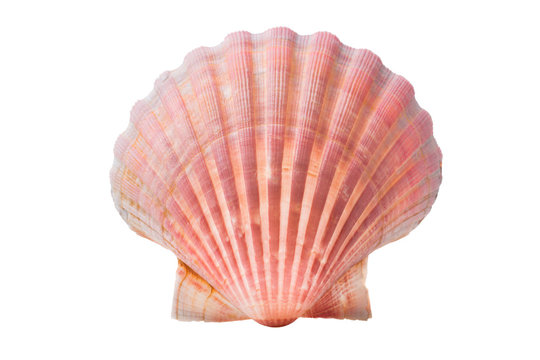 scallops shell