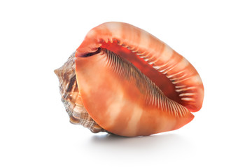 Sea shell