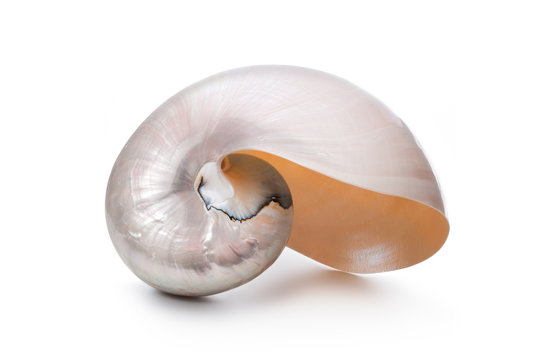 Pearl shell of a Nautilus pompilius