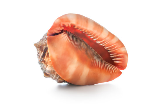 Sea shell