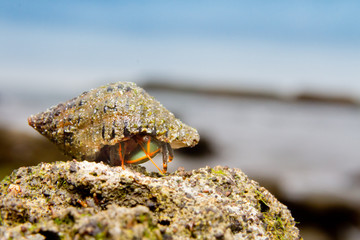 Sea snail on the beach