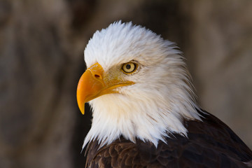 Portrait of a bald eagle close up side view