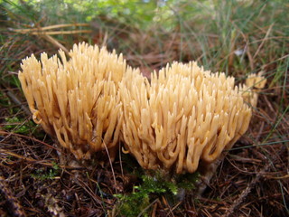 Korallenpilz Ziegenbart