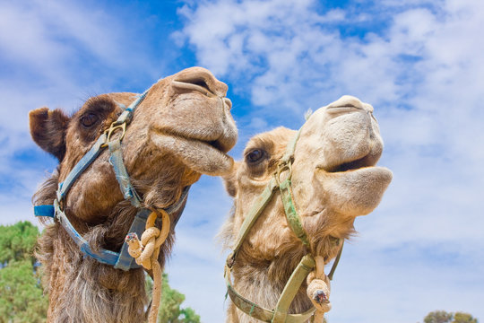 Camel couple