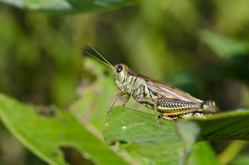 Grasshopper Resting on Green Leaf