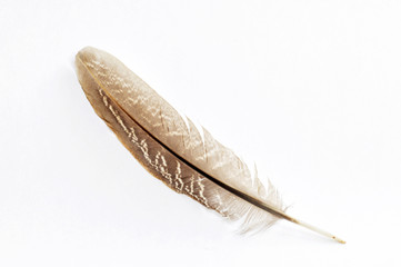 Feather