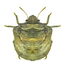 Bug Vilpianus gali © als
