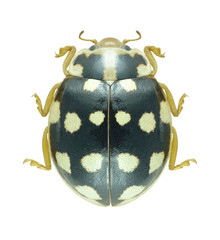 Beetle Ladybird Sospita vigintiguttata