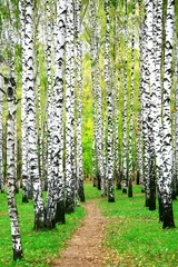 Acrylic prints Birch grove Pathway in autumn birch grove