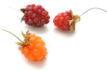 Ripe red and orange wild raspberries