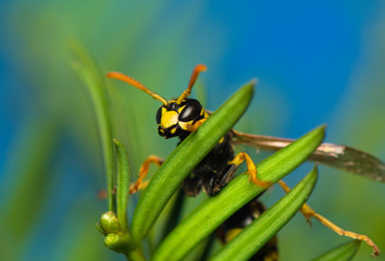 Wasp insect
