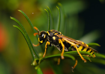 Wasp insect