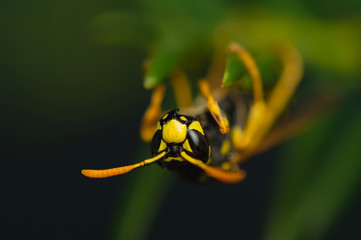 Wasp insect