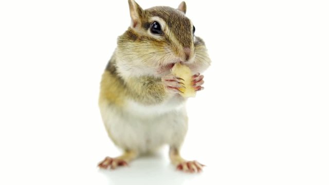 ドライフルーツを食べるシマリス