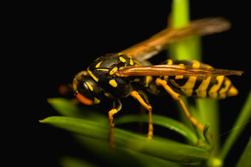 Wasp insect