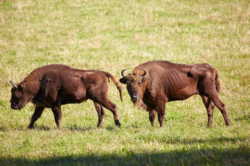 European bison © Serg Zastavkin