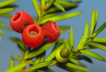 Yew - taxus baacata
